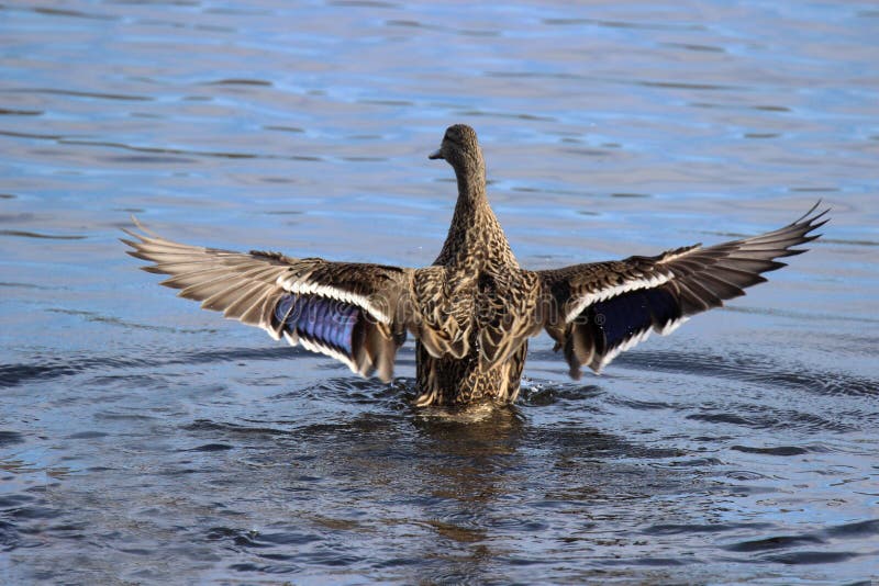 Mallard Duck Wing Stretch