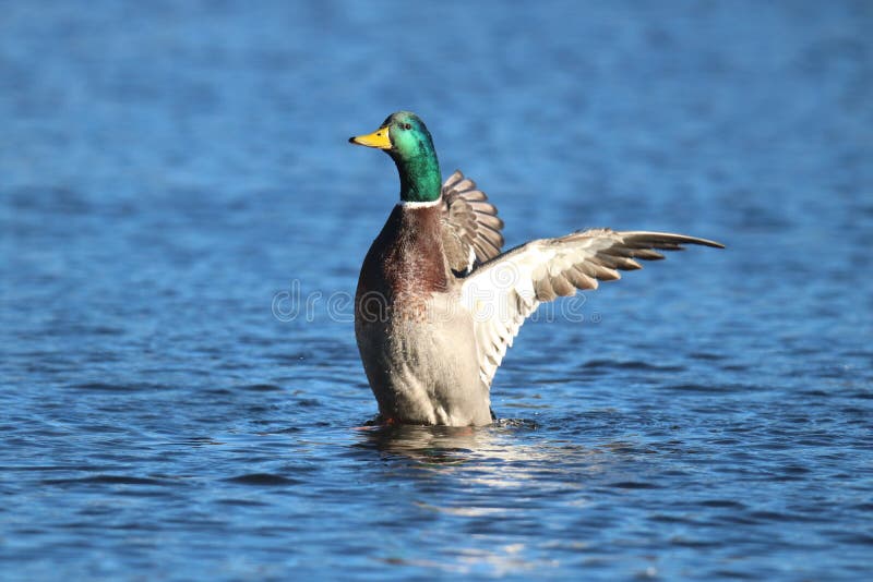 Mallard Duck on the Winter Lake