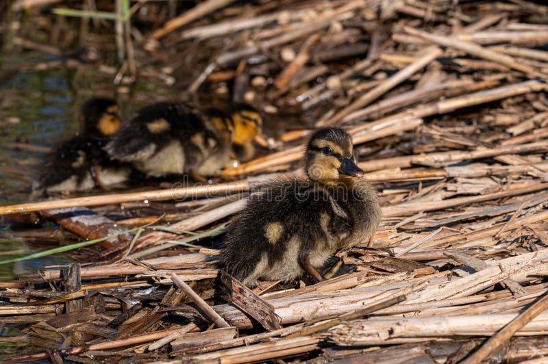 Mallard Duckling on Reed Bed Nest Stock Photo Image of juvenile, farm