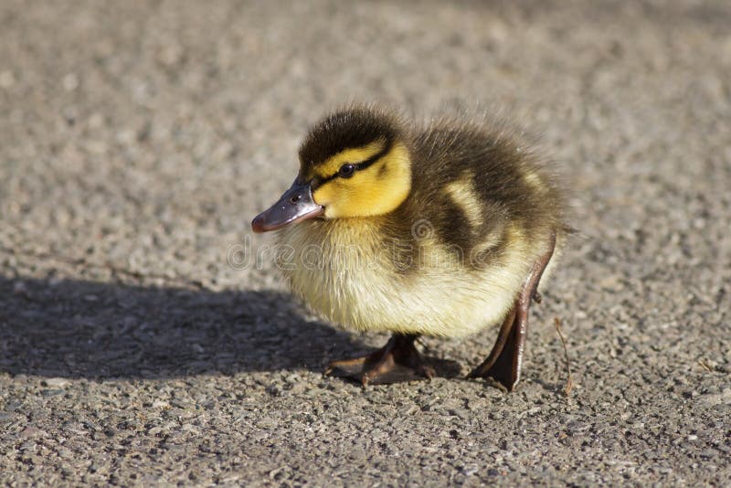 Mallard Duckling royalty free stock photography