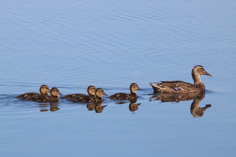 Mallard Ducklings Following their Mother Duck