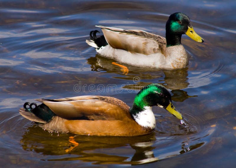 Mallard Ducks