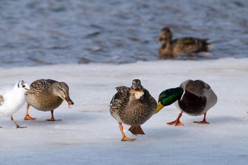 Mallard Ducks Eating stock image. Image of birdwatching - 16076147