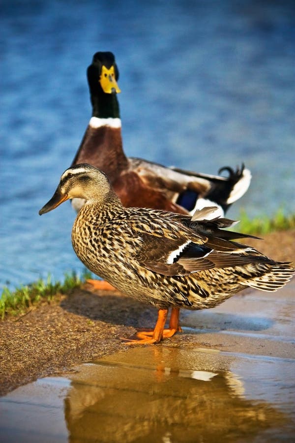 Mallard Ducks Female and Male