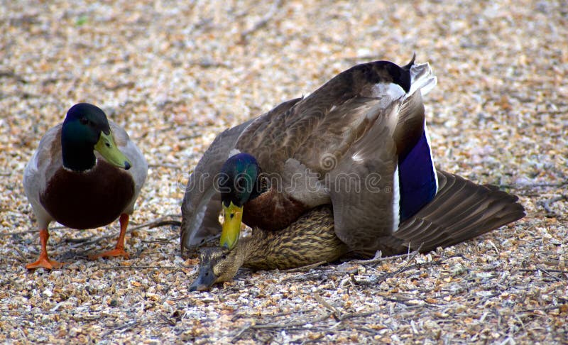 schipper vork hemel Mallard Ducks Mating Dominance in the Springtime Stock Photo - Image of favor, flying: 177724324 schipper vork hemel Mallard Ducks Mating Dominance in the Springtime Stock Photo - Image of favor, flying: 177724324