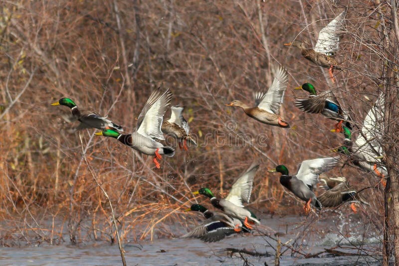 Mallard ducks in flight mallards taking off flying