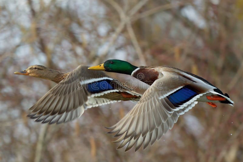 Mallard ducks flying over lake,closeup.