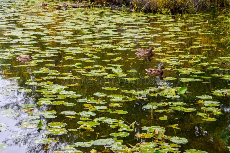 Mallard ducks on a lake royalty free stock photos Mallard ducks on a lake royalty free stock photos