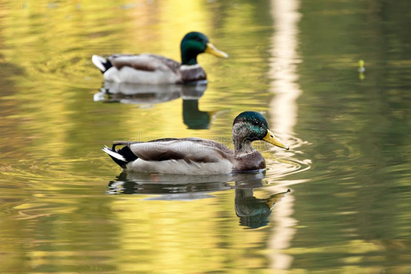 Mallard ducks swiming in lake or river. Birds and animals, autumn season in wildlife.