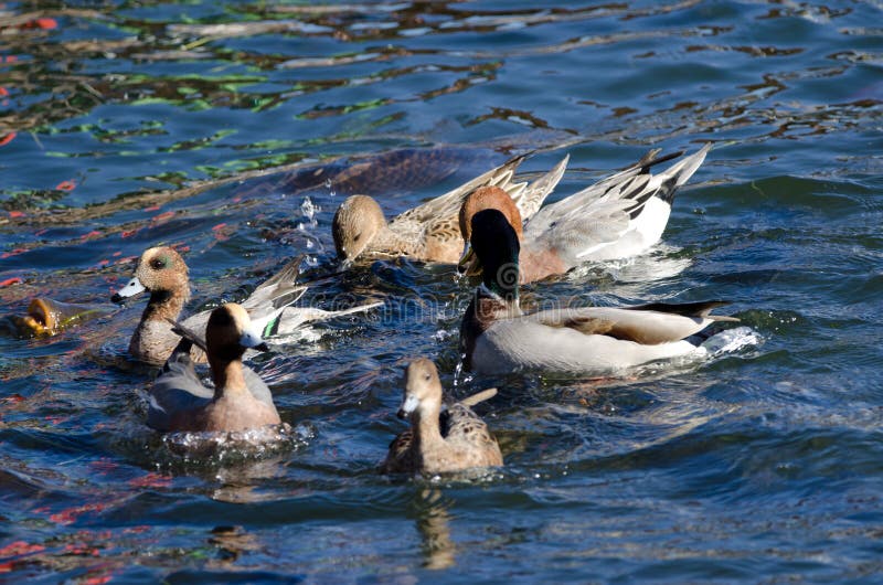 Mallard, Eurasian wigeons and Eurasian carps feeding.