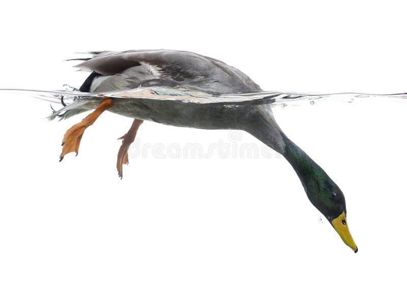 Mallard fishing under water, Anas platyrhynchos