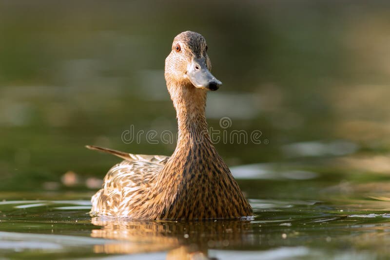 Mallard hen on pond stock photo. Image of beauty, lake - 258822890