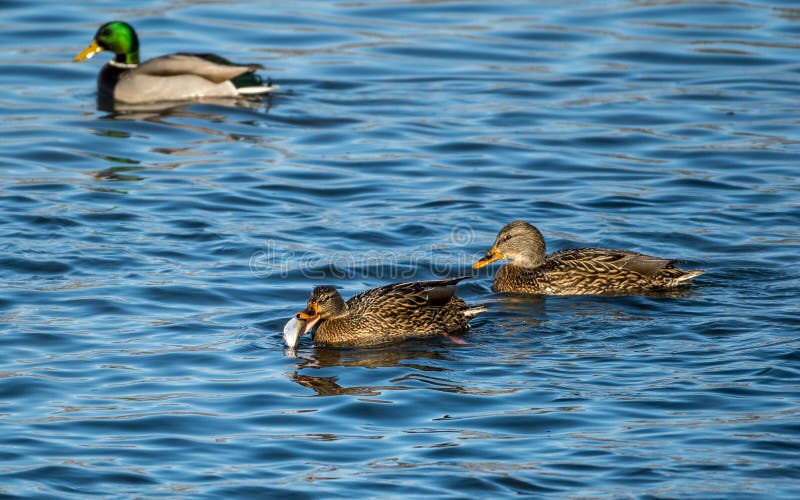 Mallard Hens stock image. Image of fishing, beautiful - 239180673