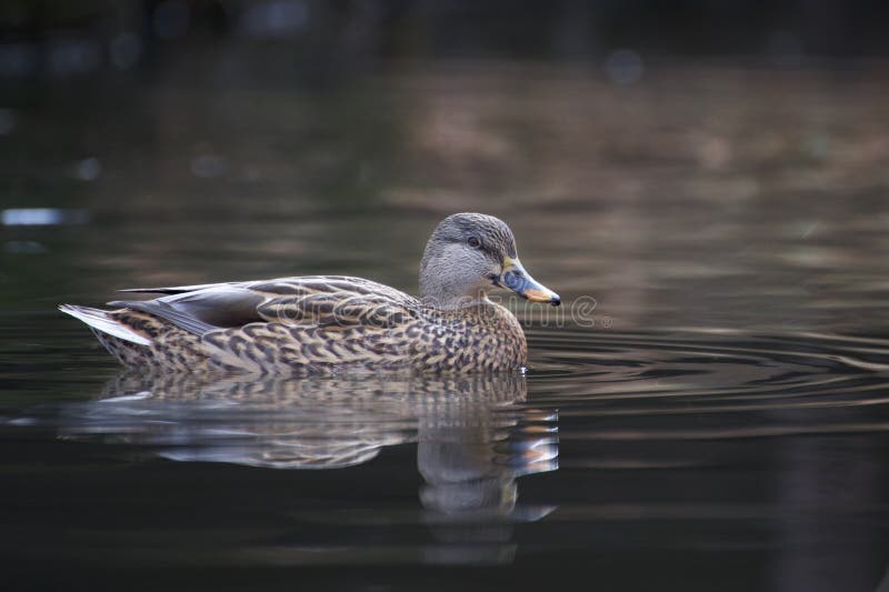Mallard kaczki dopłynięcie na stawie obraz royalty free Mallard kaczki dopłynięcie na stawie obraz royalty free