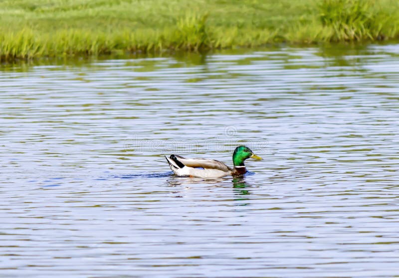 Mallard maschio galleggia sullo stagno fotografia stock libera da diritti Mallard maschio galleggia sullo stagno fotografia stock libera da diritti