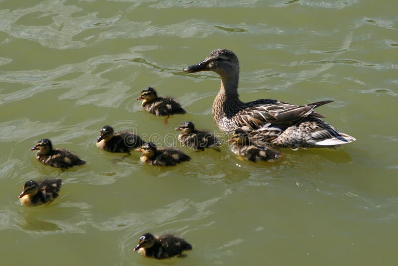 Mallard Outing 1