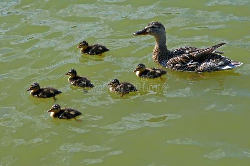 Mallard Outing 2