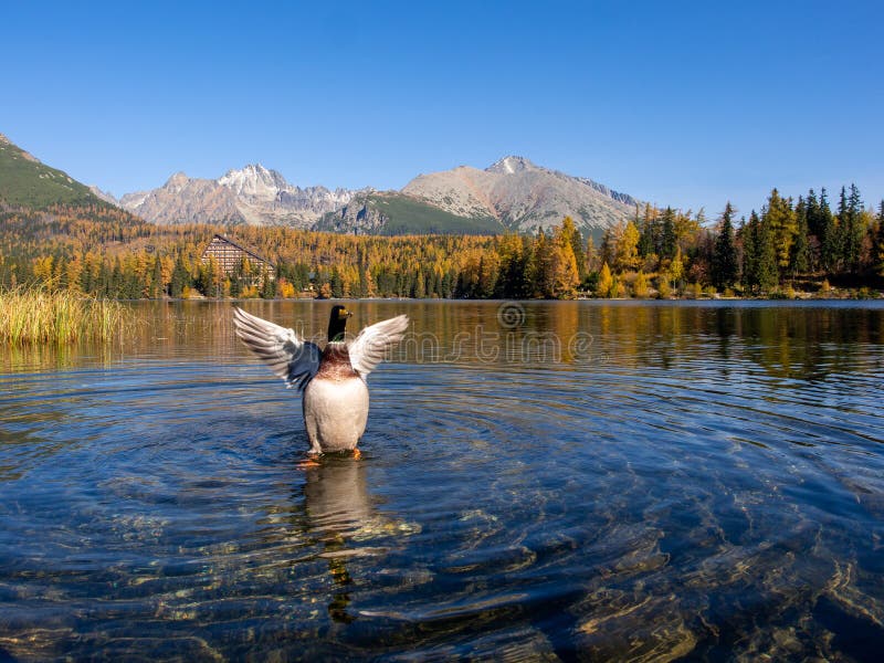 Mallard in Strbske Pleso in National Park of High Tatras