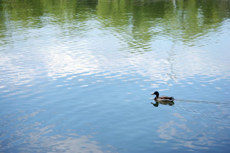 Mallard πάπια που κολυμπάει στη λίμνη στοκ φωτογραφίες με δικαίωμα ελεύθερης χρήσης