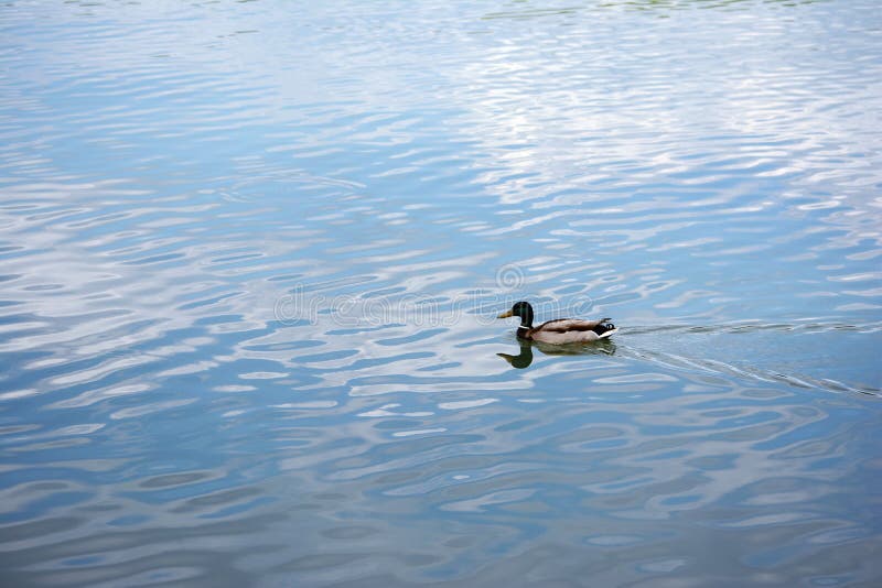 Mallard πάπια που κολυμπάει στη λίμνη στοκ φωτογραφία με δικαίωμα ελεύθερης χρήσης
