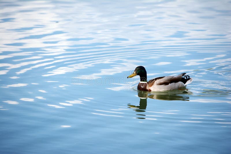 Mallard πάπια που κολυμπάει στη λίμνη στοκ φωτογραφία με δικαίωμα ελεύθερης χρήσης