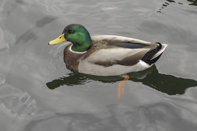 Mallard στο νερό που επιπλέει στοκ εικόνες Mallard στο νερό που επιπλέει στοκ εικόνες