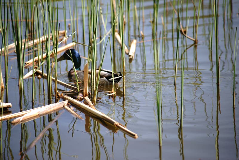 Mallards Drake between Reed Grass Stock Image Image of water, flora