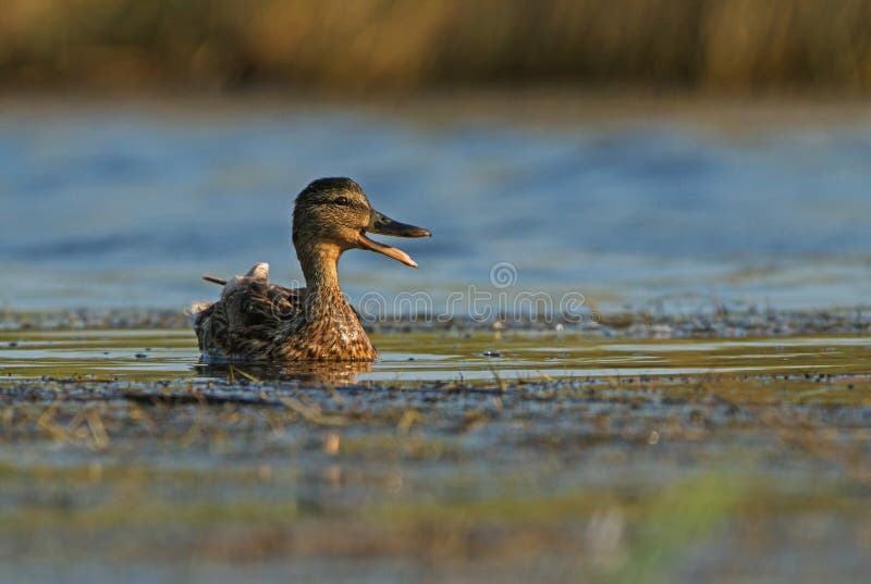 Mallards female calling stock image. Image of colours 36959587