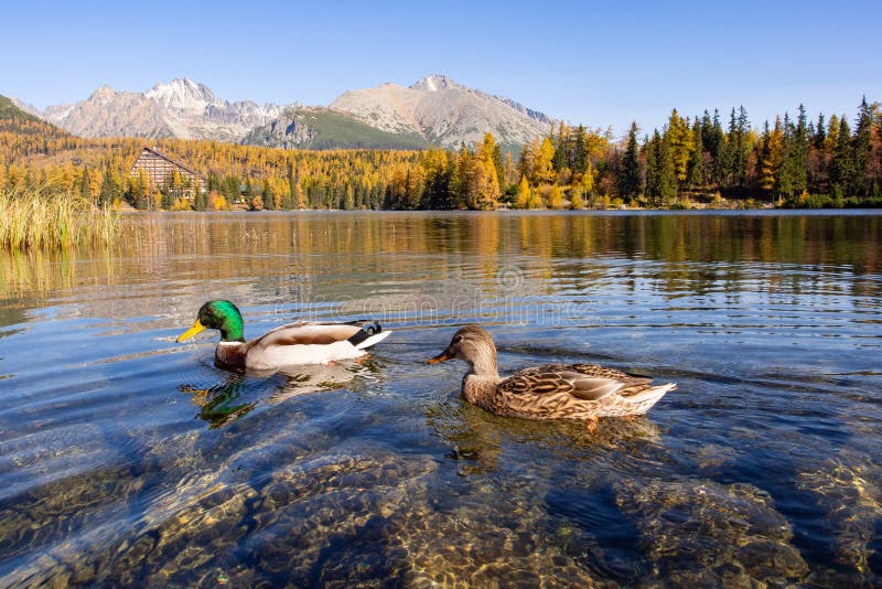 Mallards in Strbske Pleso in National Park of High Tatras