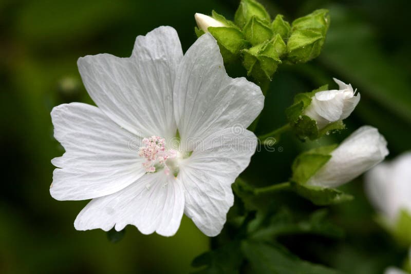 Mallow Flower