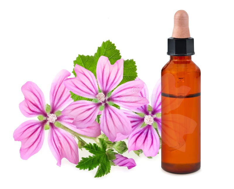 Mallow Flowers with Essence Bottle Stock Image Image of care, floral