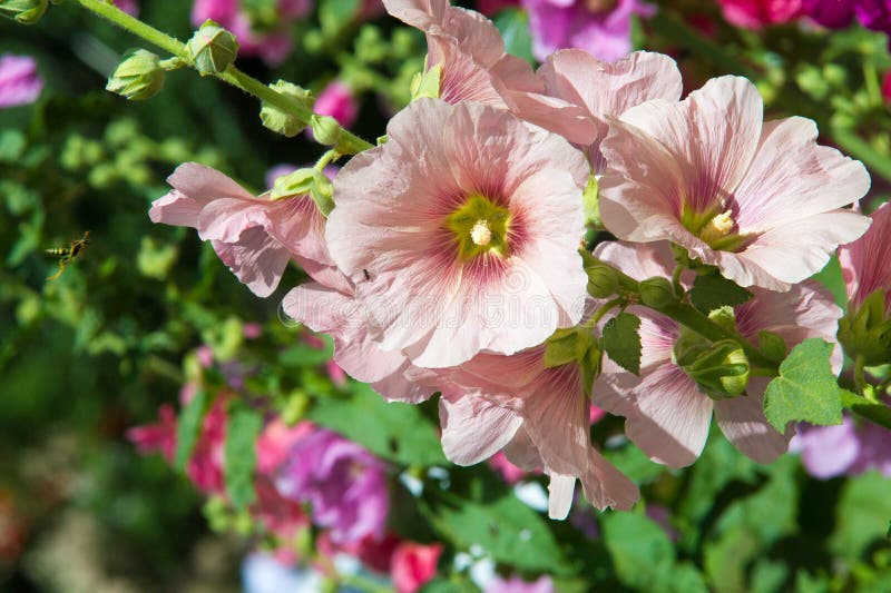 Mallow Flowers. a Herbaceous Plant with Hairy Stems, Pink or Purple ...