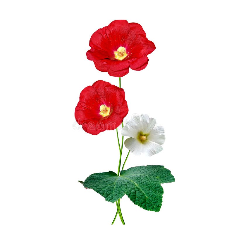 Mallow flowers isolated on white background stock image Mallow flowers isolated on white background stock image