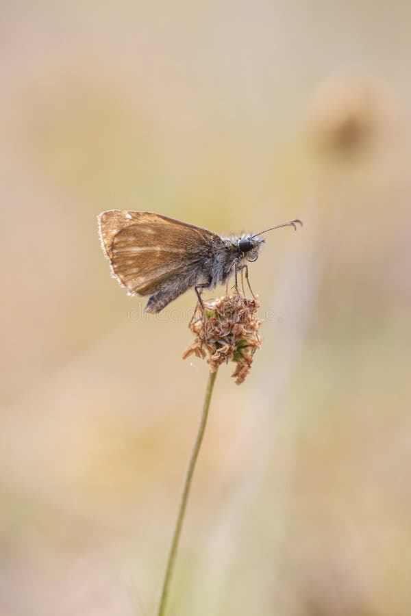 Mallow skipper carcharodus alceae πεταλούδα σε λιβάδι στοκ φωτογραφία