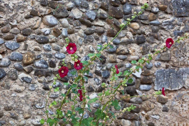 Mallows Flowers on a Stone Wall Background Stock Image Image of stone