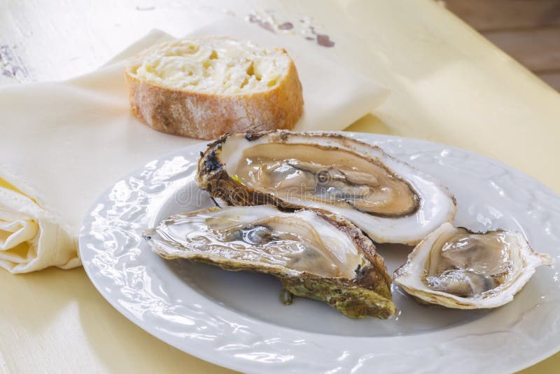 Raw Malpaque oysters on the shell. Bivalve shell stock images, royalty-free photos and pictures