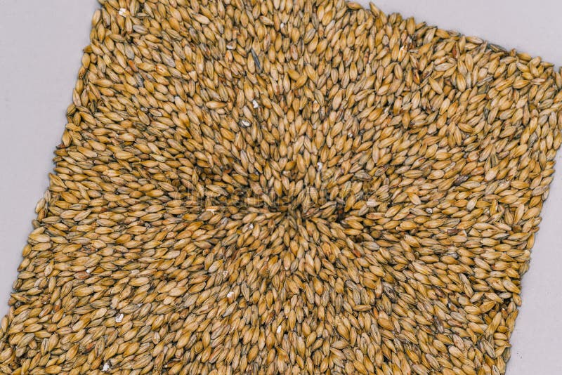 Malt Grains are Ground in a Beer Mill. Alcoholic Beverages Stock Image