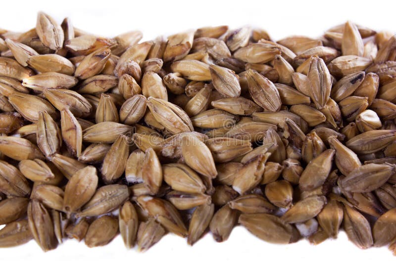 Malt grains stock image. Image of vegetation, grains 45960027