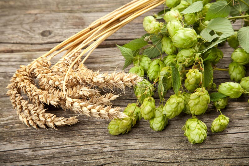 Malt and hops stock photo. Image of background, hops 78218858