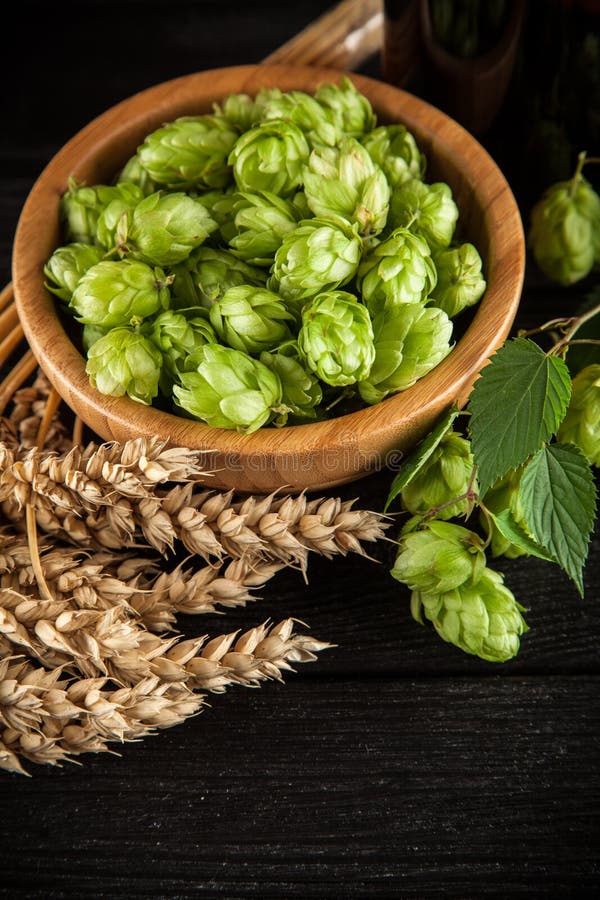 Malt and hops stock photo. Image of beverage, white, drink 79316608