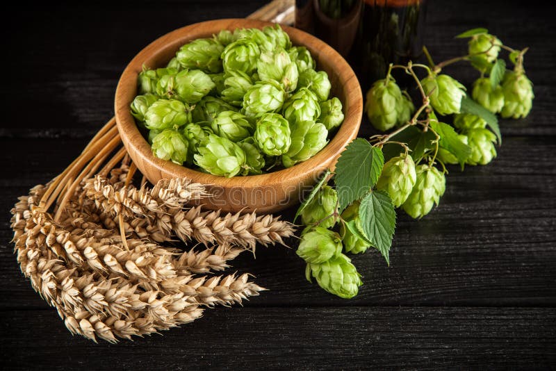 Malt and hops stock photo. Image of beverage, white, drink 79316608