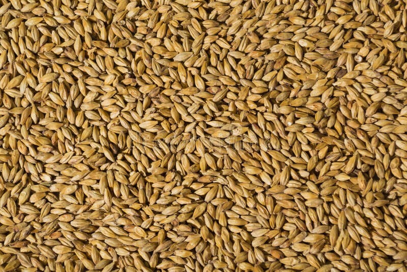 Malte de cevada imagens de stock