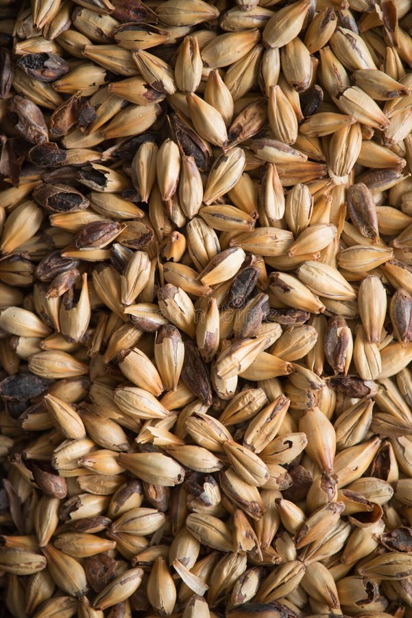 Malted Barley stock images