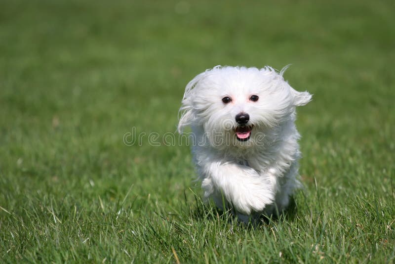 Maltese