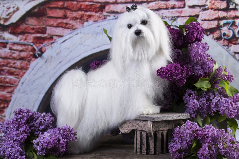 Maltese in long hair and lilac flowers. Maltese in long hair and lilac flowers