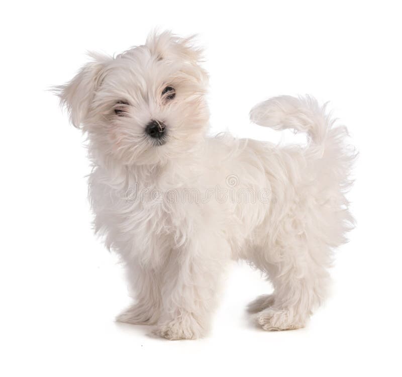 Maltese Bichon Puppy Standing Stock Image Image Of Baby Looking