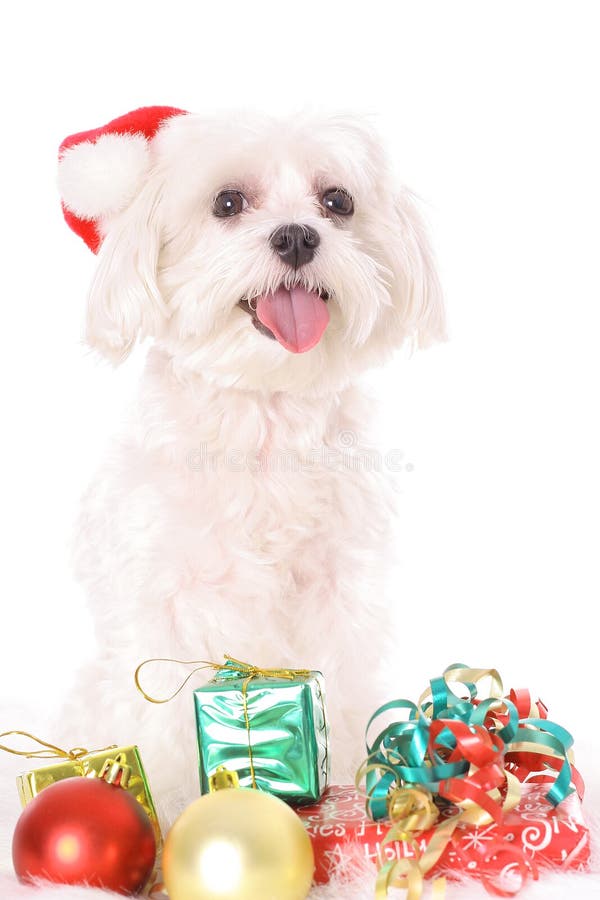 Maltese Dog In Santa Claus Suit Standing Stock Photo Image of away