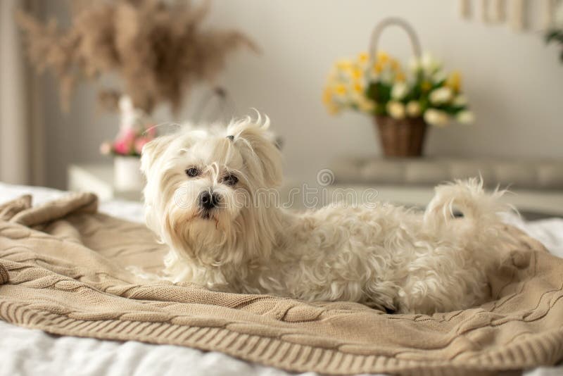 Maltese Dog, Cute Pet Dog, Lying in Bed and Looking at Camera Stock