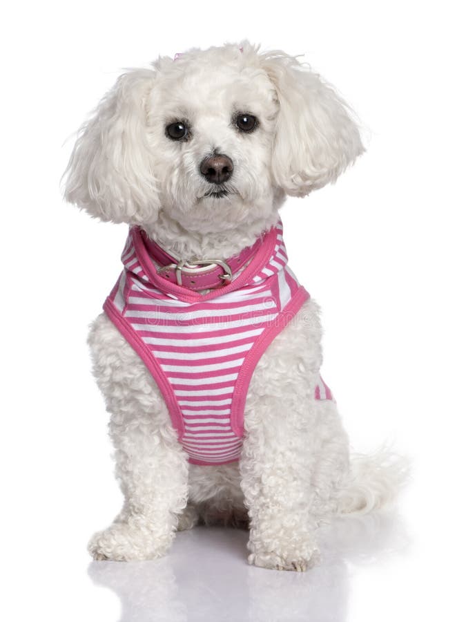 Maltese Dog Dressed Up With A Shirt 17 Months Old Stock Photo Image