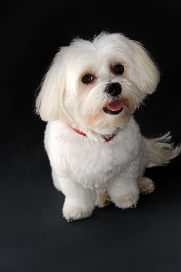 Maltese Dog with Freshly Washed and Cut Hair Stock Photo - Image of ...